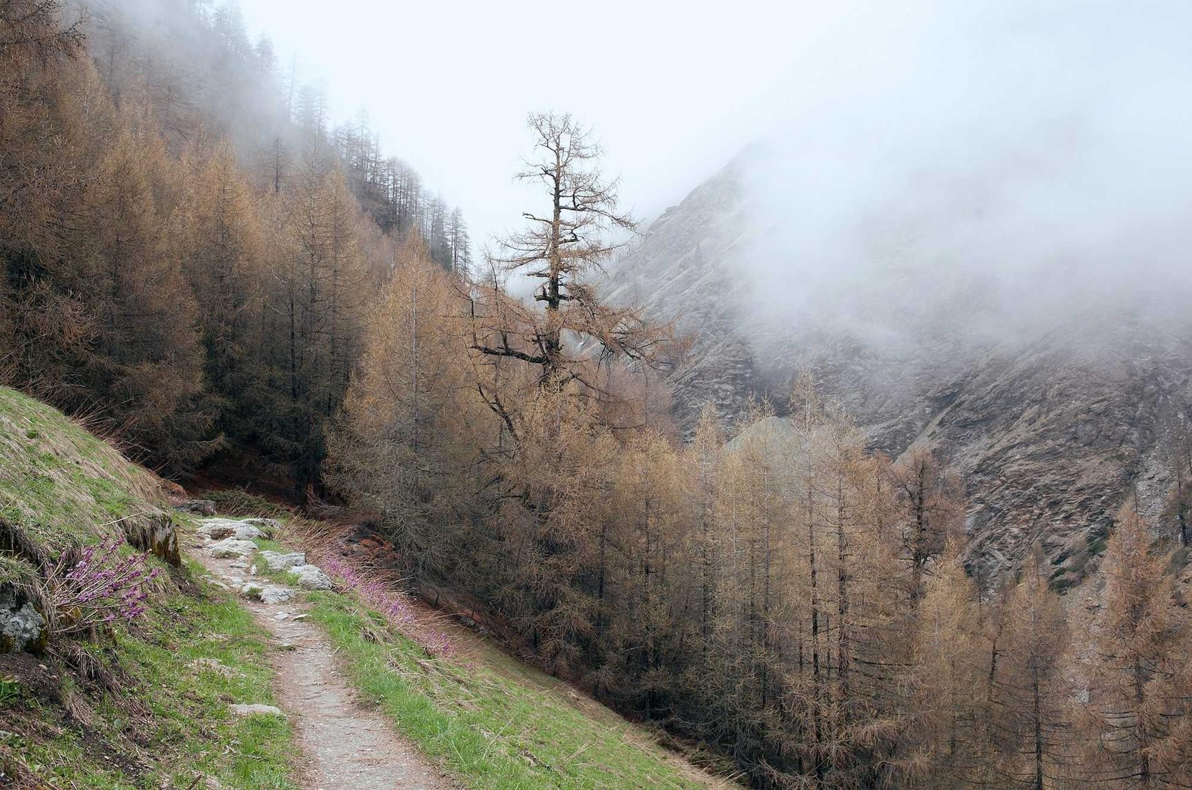 出口荷花（软）：wcf 代理注册