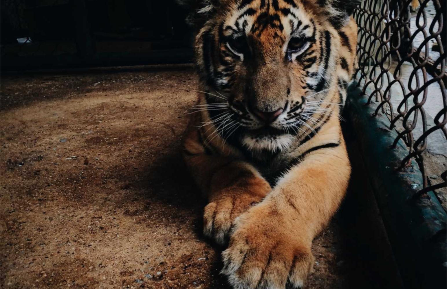 银豹2娱乐,注册|税收洼地公司注册代理