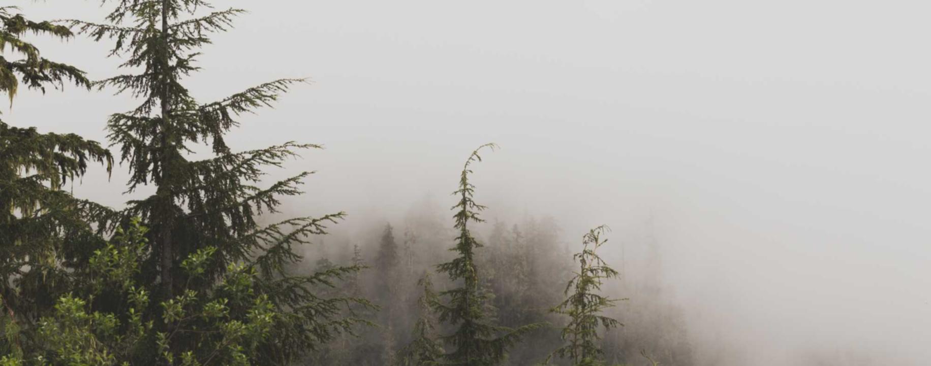 忘川风华录:同享资本APP详情下载教程