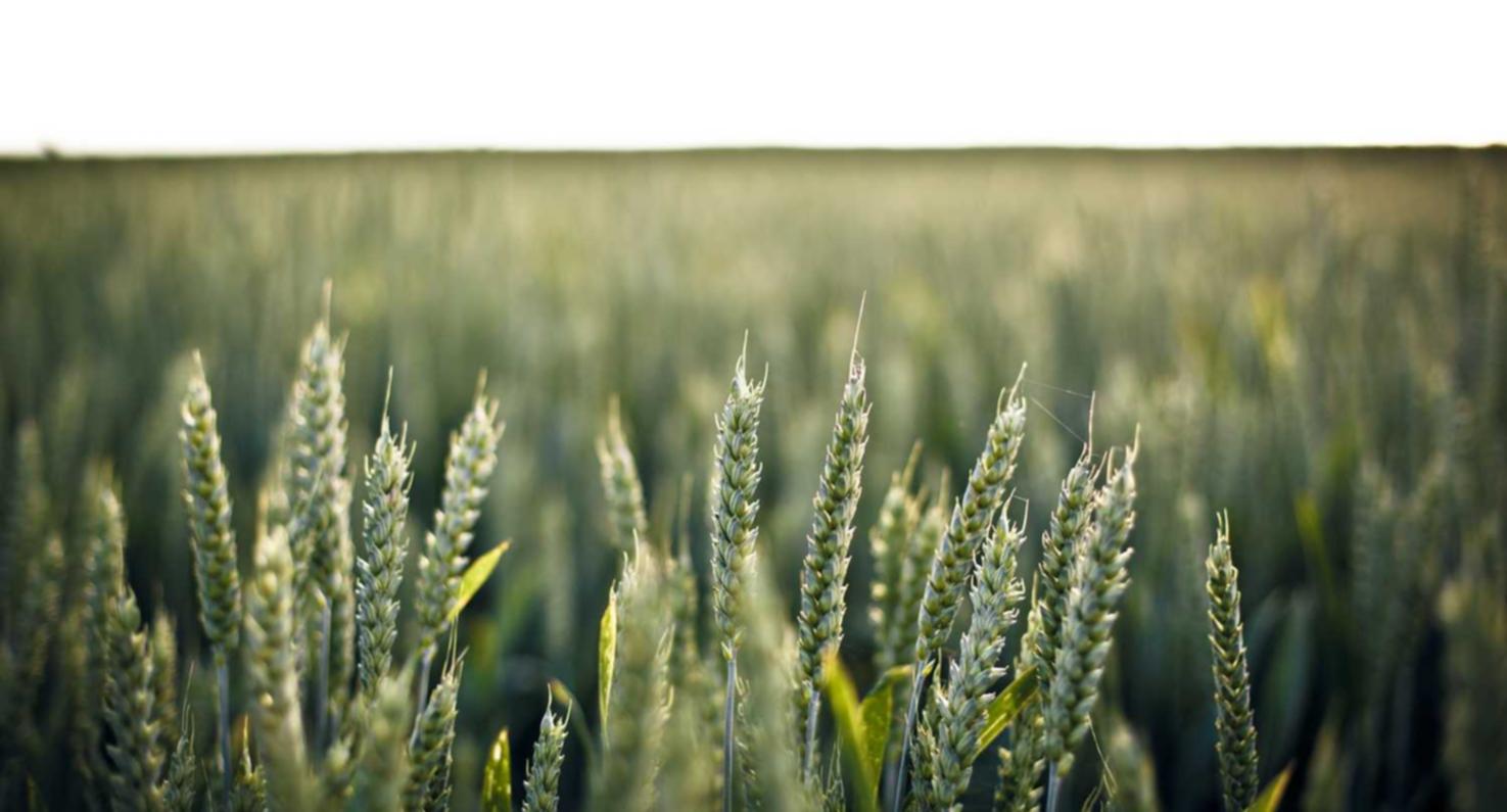 短信营销:如何在短信中销售产品